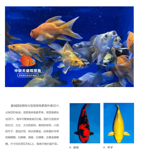 世界观赏鱼看中国 中国观赏鱼看河南——中联天盛河南文旅奋力打造河南“水下粮仓”(图3)