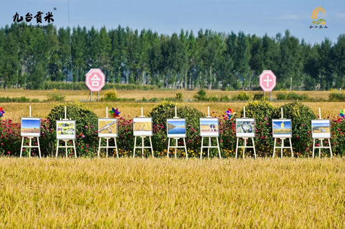 九台贡米新稻开镰   合十农业谱新篇(图1)
