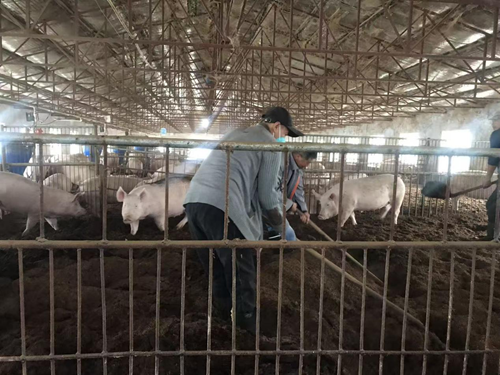 解码吉林省厚德经贸有限公司种猪场的“无抗密码”(图3)