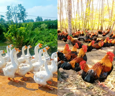 吉真农场:坚守初心归乡创业 以生态散养找回儿时鸡肉香(图2) 吉真农场:坚守初心归乡创业 以生态散养找回儿时鸡肉香(图2)