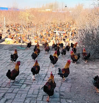 吉真农场:坚守初心归乡创业 以生态散养找回儿时鸡肉香(图3) 吉真农场:坚守初心归乡创业 以生态散养找回儿时鸡肉香(图3)