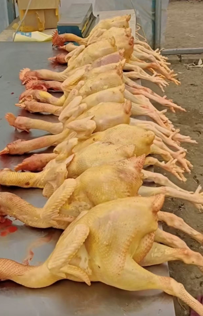 吉真农场:坚守初心归乡创业 以生态散养找回儿时鸡肉香(图4) 吉真农场:坚守初心归乡创业 以生态散养找回儿时鸡肉香(图4)