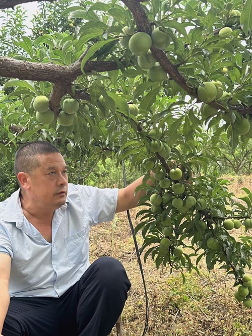 他的“李”想,种在秭归半高山上——记秭归“水果人”袁学红(图1) 他的“李”想,种在秭归半高山上——记秭归“水果人”袁学红(图1)