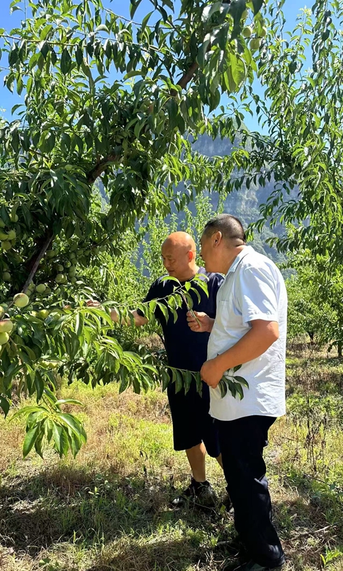 他的“李”想,种在秭归半高山上——记秭归“水果人”袁学红(图2) 他的“李”想,种在秭归半高山上——记秭归“水果人”袁学红(图2)