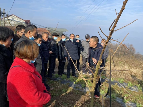 他的“李”想,种在秭归半高山上——记秭归“水果人”袁学红(图3) 他的“李”想,种在秭归半高山上——记秭归“水果人”袁学红(图3)